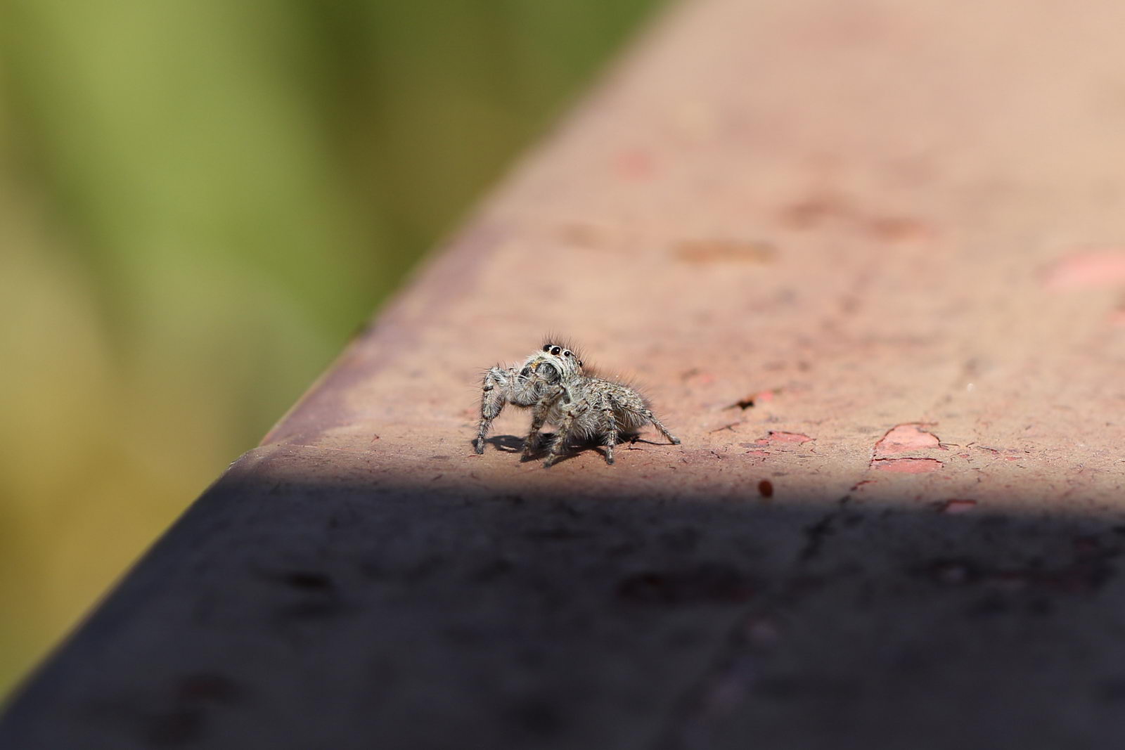 Philaeus chrysops - Arenzano (GE)